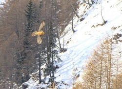 gipeto adulto, Alpe Devero - foto di Luca Martignoni