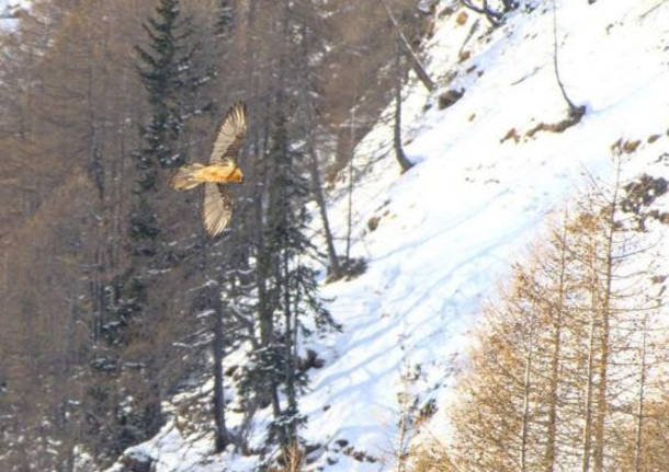 gipeto adulto, Alpe Devero - foto di Luca Martignoni