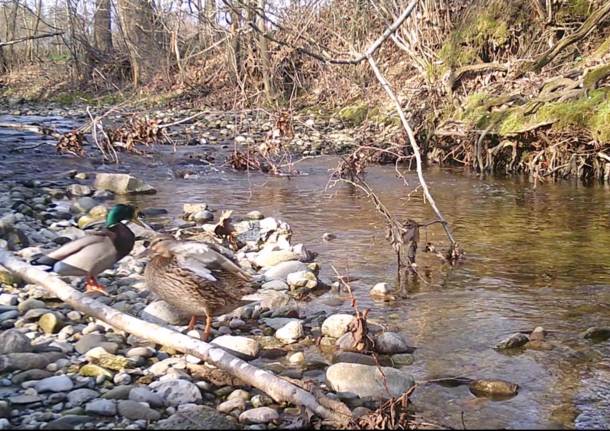 Gli animali immortalati dalle foto-trappole lungo la Valle del Torrente Lura