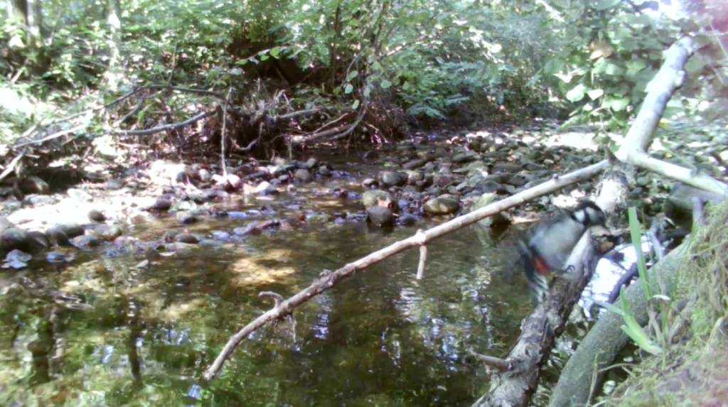 Gli animali immortalati dalle foto-trappole lungo la Valle del Torrente Lura