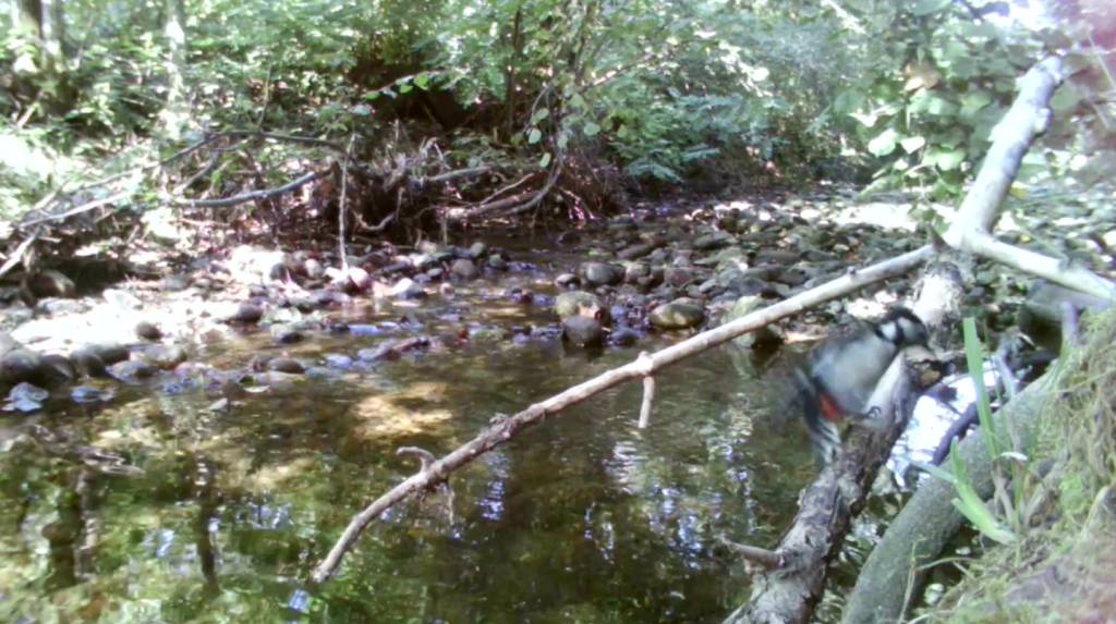 Gli animali immortalati dalle foto-trappole lungo la Valle del Torrente Lura