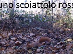 Gli animali immortalati dalle foto-trappole lungo la Valle del Torrente Lura