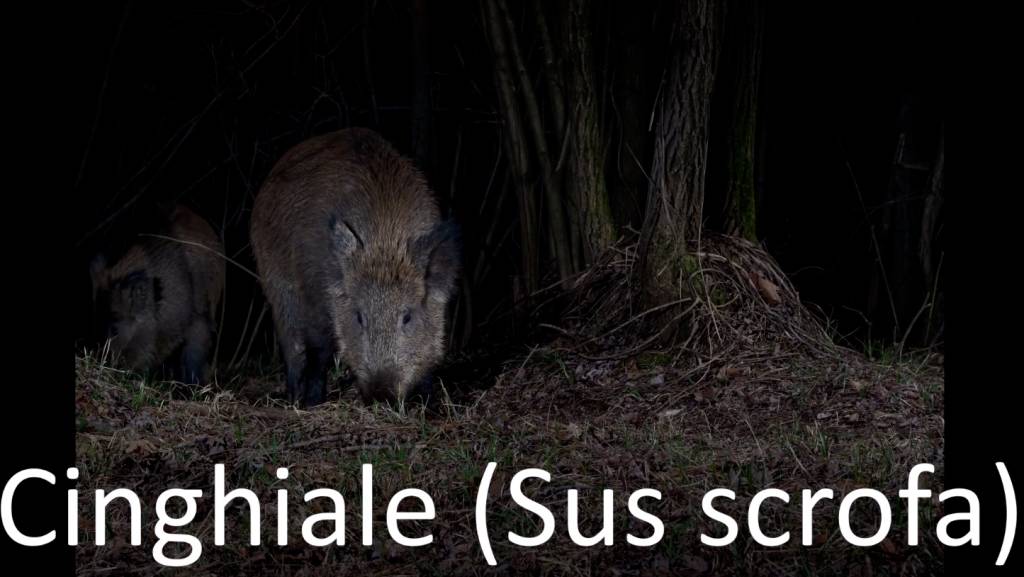 Gli animali immortalati dalle foto-trappole lungo la Valle del Torrente Lura