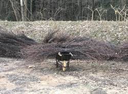 Lavena fascine persici lago ceresio