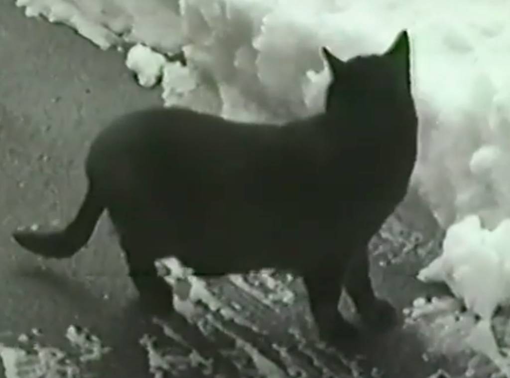 nevicata 1985 busto arsizio