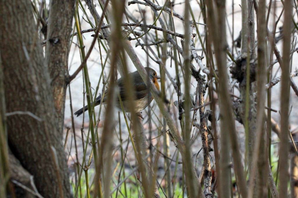 Qualche scatto dal Parco Lura