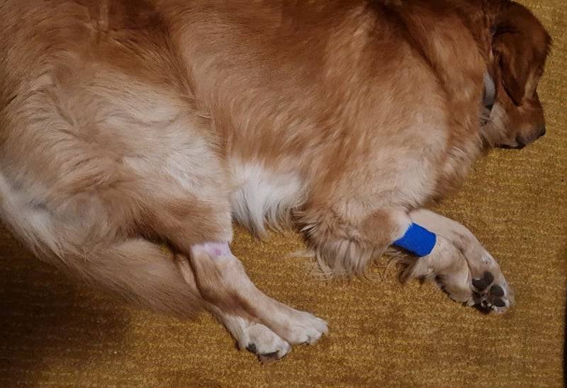 Viggiù - Bocconi per i cani con i chiodi