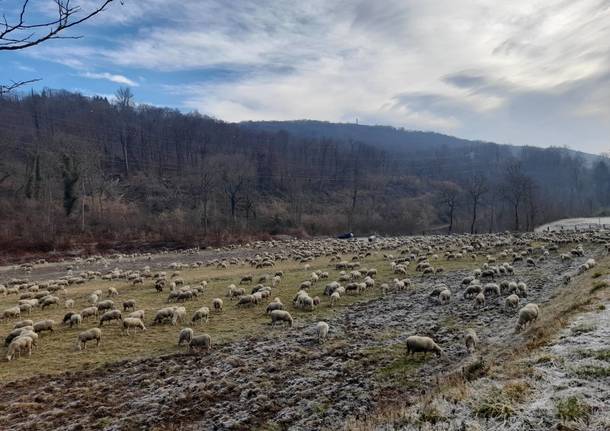A Cocquio Trevisago fa tappa un gregge di pecore 