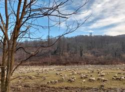 A Cocquio Trevisago fa tappa un gregge di pecore 