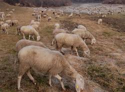 A Cocquio Trevisago fa tappa un gregge di pecore 