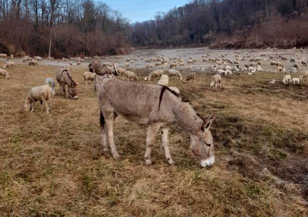 A Cocquio Trevisago fa tappa un gregge di pecore