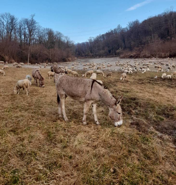 A Cocquio Trevisago fa tappa un gregge di pecore 