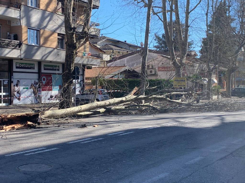 Albero caduto a Castellanza