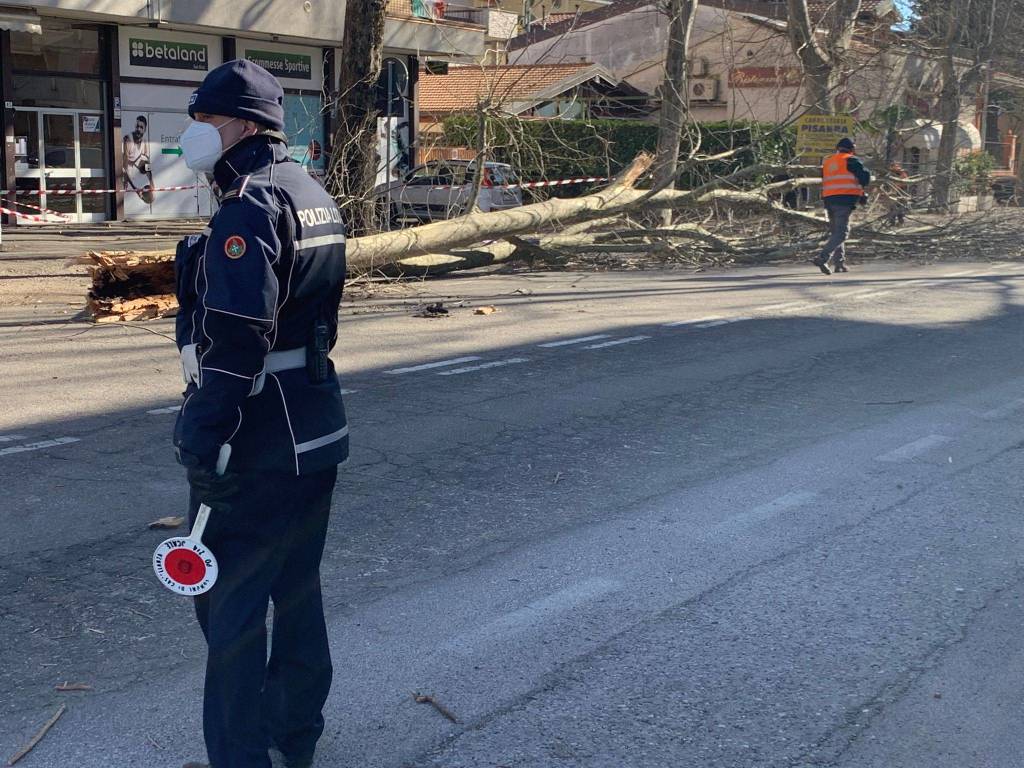 Albero caduto a Castellanza