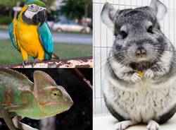 animali esotici, 