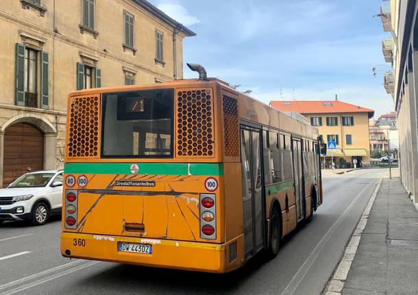 Autobus Gallarate pullman 