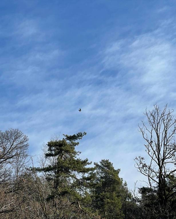 baby birdwatching asilo di luvinate