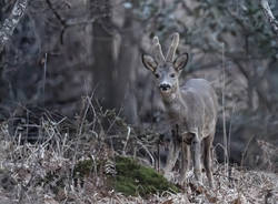 Capreolus capreolus