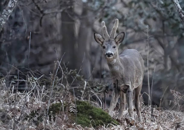 Capreolus capreolus