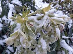 Neve al Campo dei Fiori