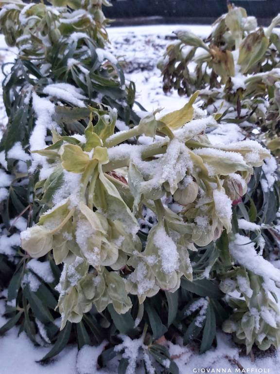 Neve al Campo dei Fiori