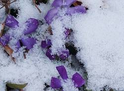 Neve al Campo dei Fiori