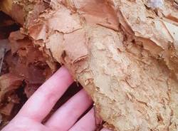 Discarica abusiva Castronno