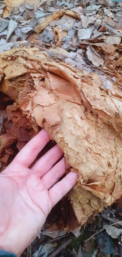 Discarica abusiva Castronno