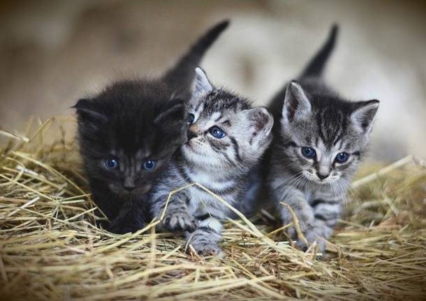 Festa nazionale del Gatto