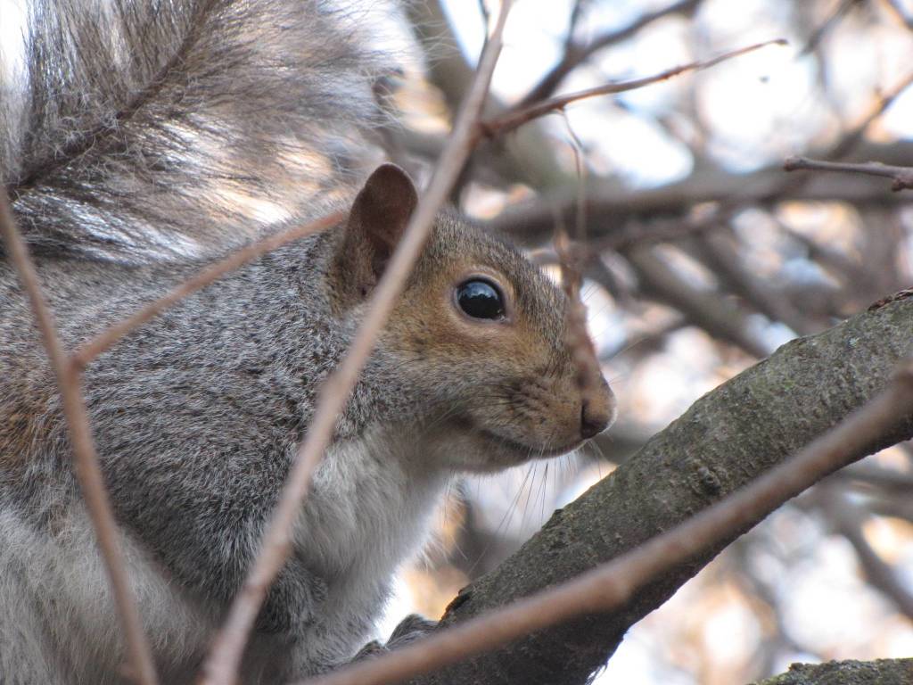 foto del giorno scoiattolo