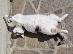 I gatti della redazione