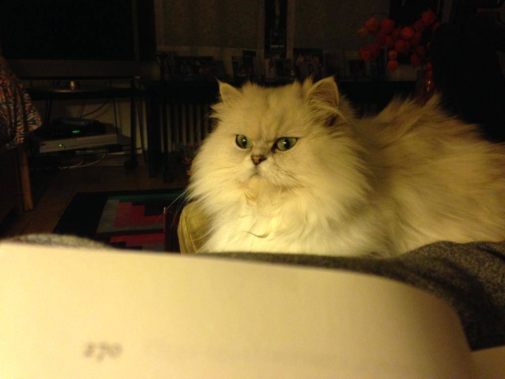 I gatti della redazione