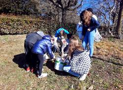 IC Campo dei fiori pianta 4 melograni contro il cancro infantile