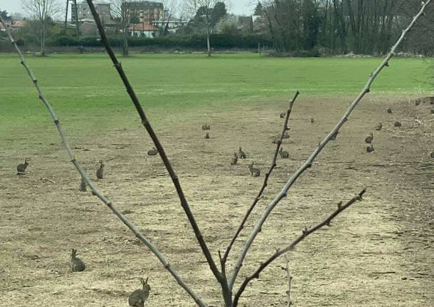 Minilepri Conigli parco Alto Milanese