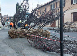 nuovi alberi viale villoresi nerviano