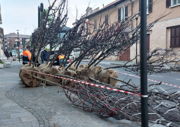 nuovi alberi viale villoresi nerviano