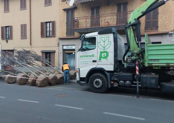 nuovi alberi viale villoresi nerviano