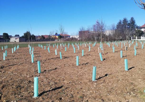 nuovo bosco San Giorgio su Legnano