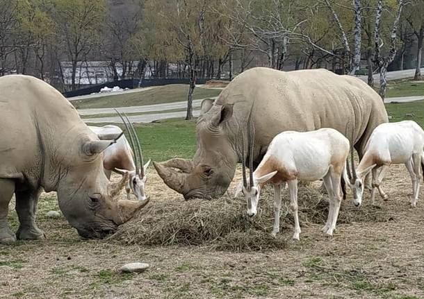 rinoceronte bianco - Safari Park Lago Maggiore Varallo Pombia