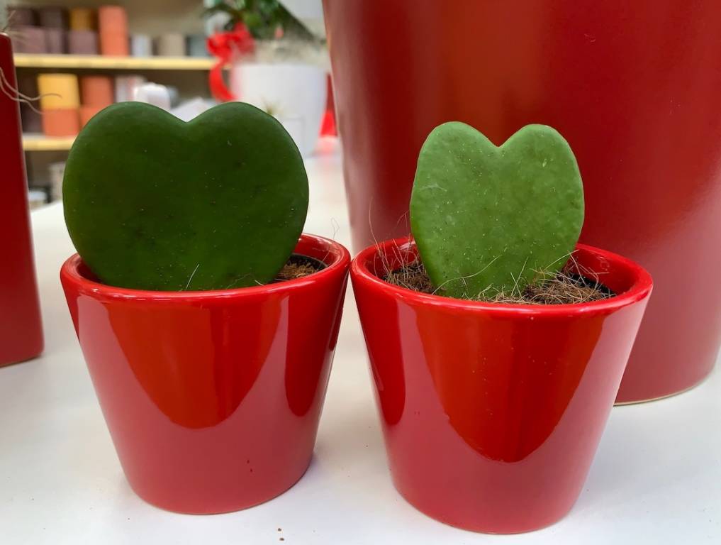 San Valentino: le idee di Nicora