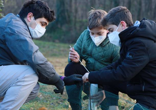 Tutela anfibi basso verbano