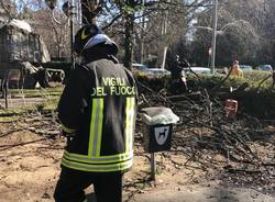 Vento forte - alberi abbattuti a Legnano e zona 