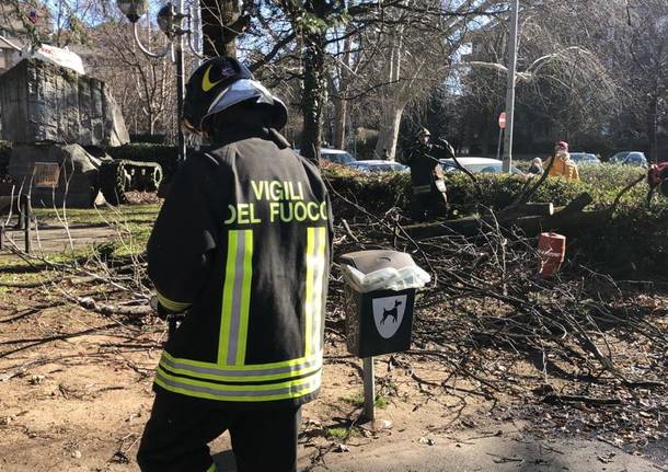 Vento forte - alberi abbattuti a Legnano e zona 