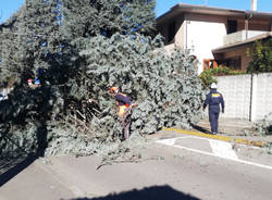 Vento forte - alberi abbattuti a Legnano e zona 