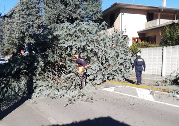 Vento forte - alberi abbattuti a Legnano e zona 