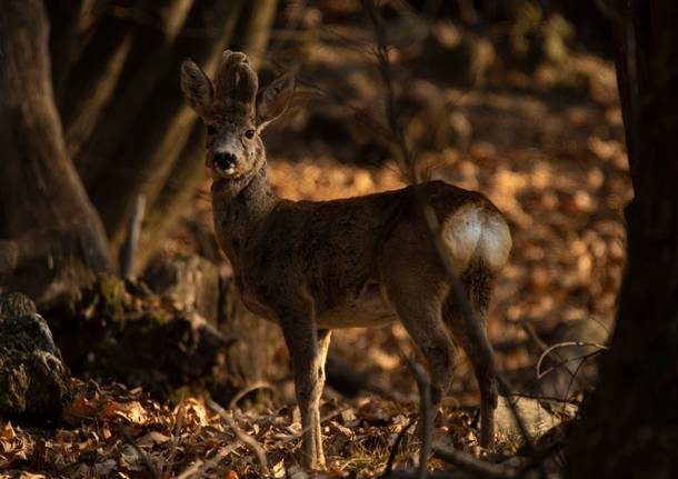 Capriolo in velluto