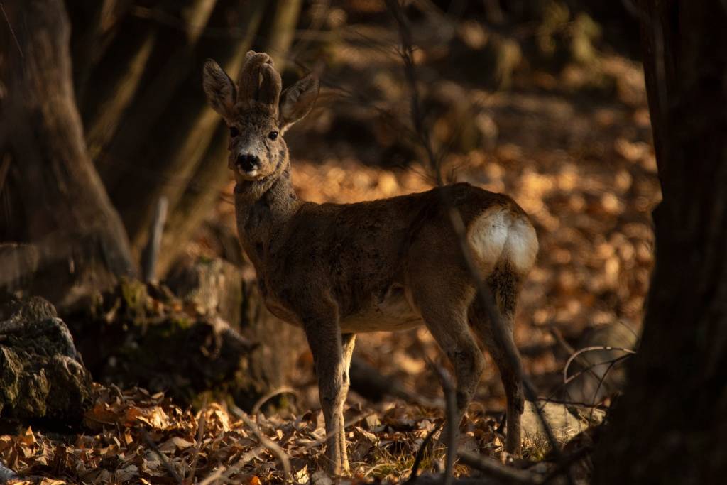 Capriolo in velluto - foto di Riccardo Lattuada 
