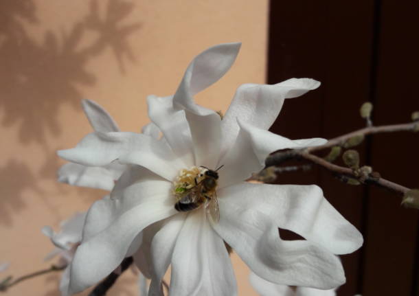 voglia di primavera