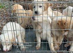 cucciolata gabbia malpensafiere busto arsizio