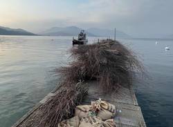 fascine riproduzione pesce persico lago maggiore pescatori alto verbano